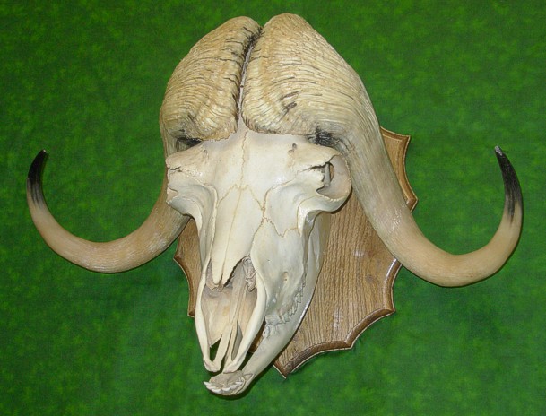 muskox skull